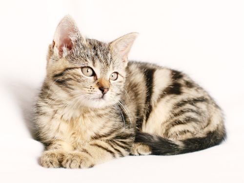 Gato