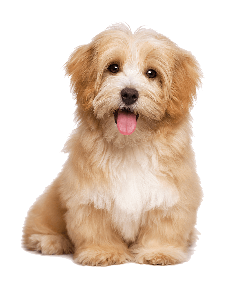 Perro